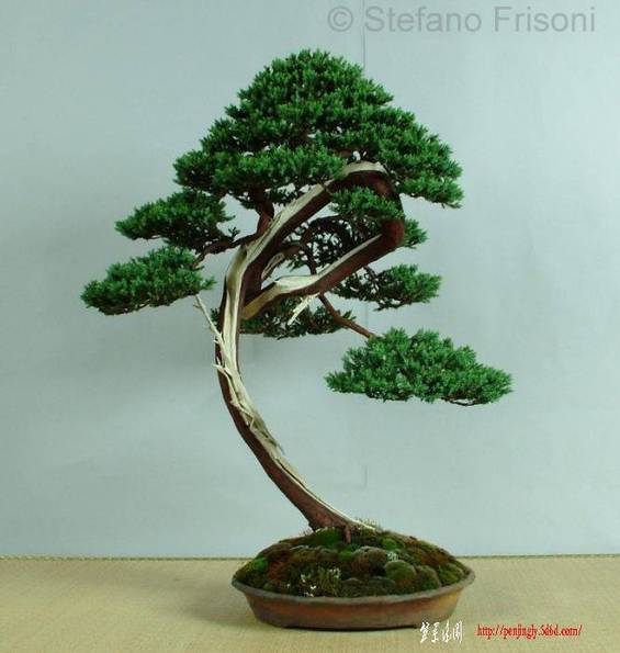 Juniperus%20procumbes%20Stefano%20Frisoni.jpg