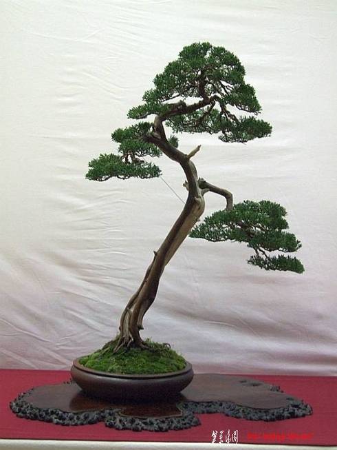 EUK%20Juniperus%20Hans%205.jpg