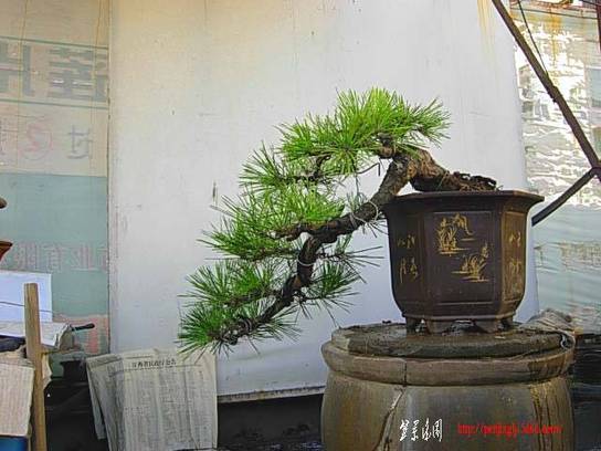 DSCN7736.JPG