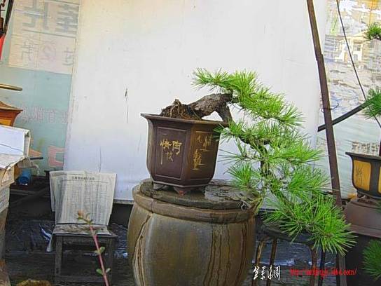DSCN7730.JPG