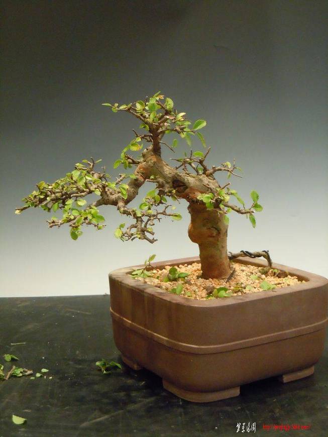 DSCN2619.JPG