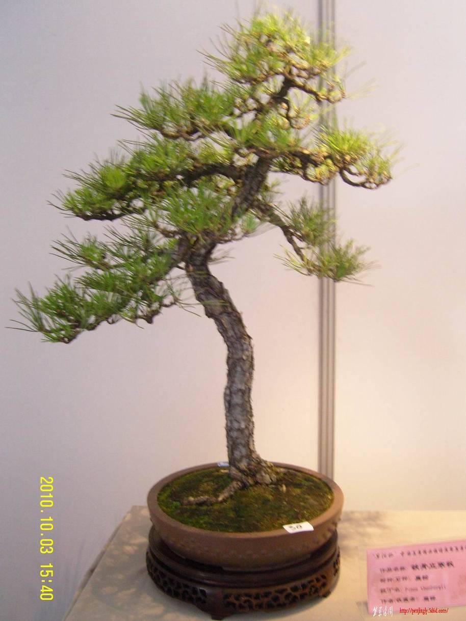 ��ת SNC16749.jpg