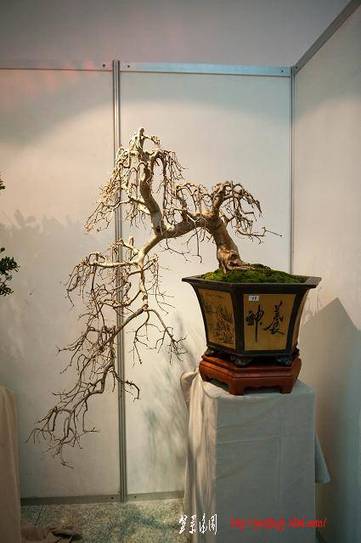 DSC_1990.jpg