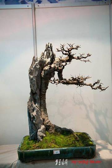 DSC_1986.jpg