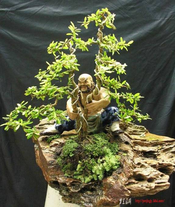 wrightia_lct2t.jpg