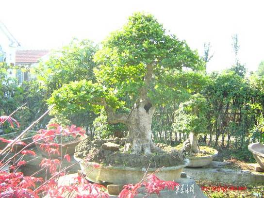 2010104辰Ƭ 005.jpg