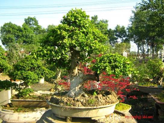 2010104辰Ƭ 008.jpg