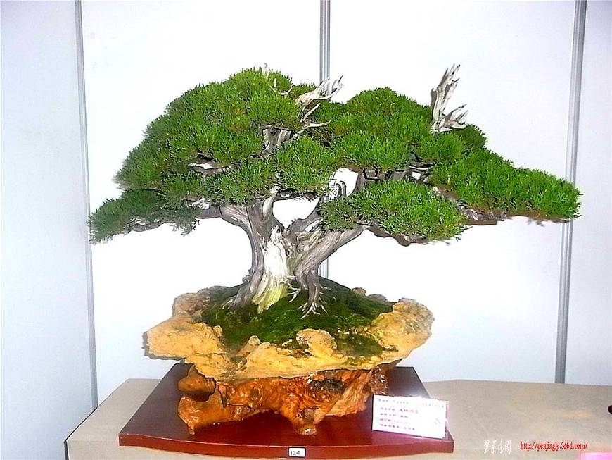 RIMG0564_.jpg