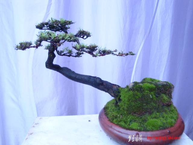 DSC03370.JPG
