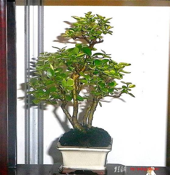 RIMG0387_.jpg