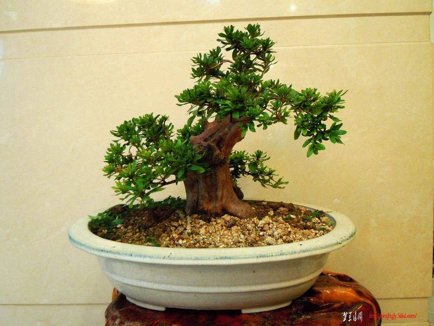 DSCN2978.JPG