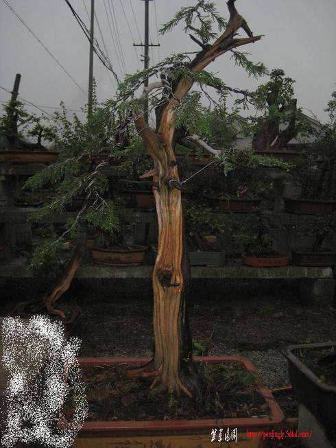 2010�辰��Ƭ(5) 005.jpg