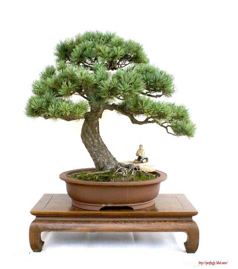 ������Ƭ2009-6-13 3143.jpg