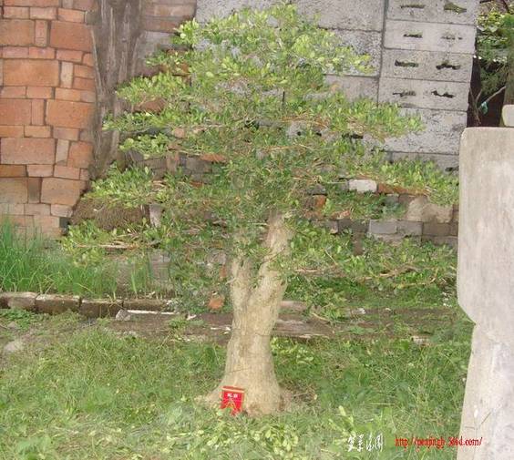 SNV34718.jpg