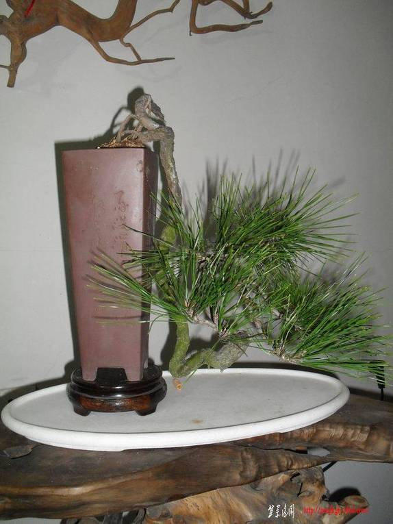 ������С ��ת SDC10846���»�ɽ��.jpg