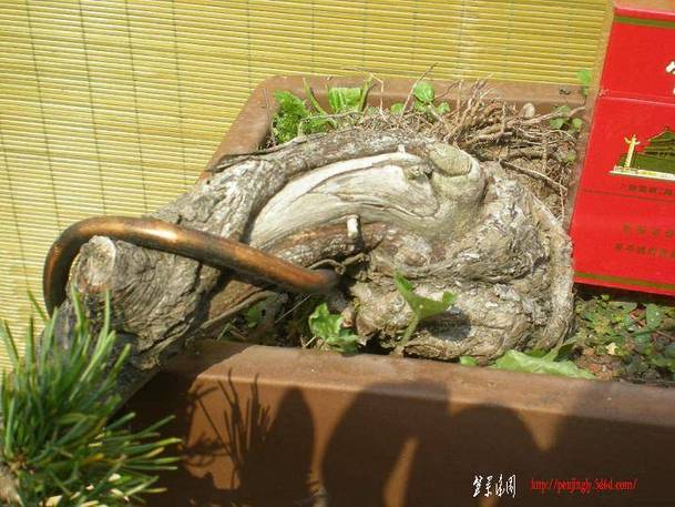 2010������������Ƭ 062.jpg