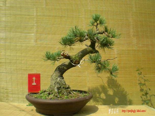 2010������������Ƭ 098.jpg