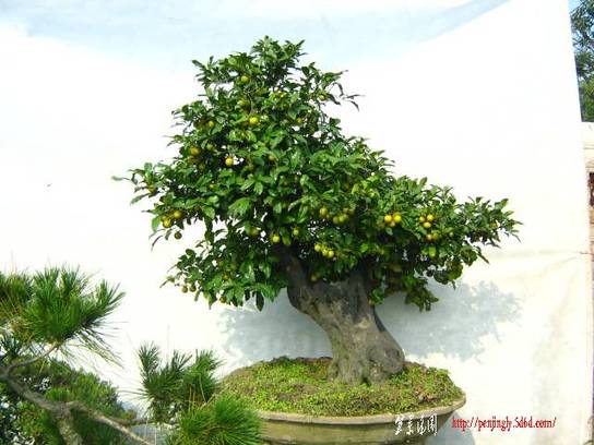 20101015԰辰Ƭ 002.jpg