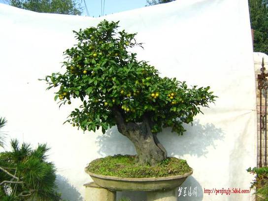 20101015԰辰Ƭ 001.jpg