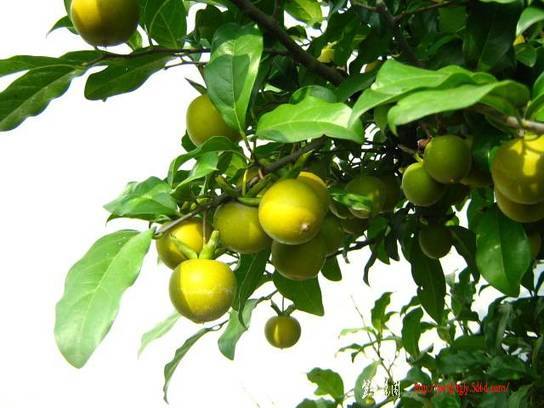 20101015԰辰Ƭ 007.jpg