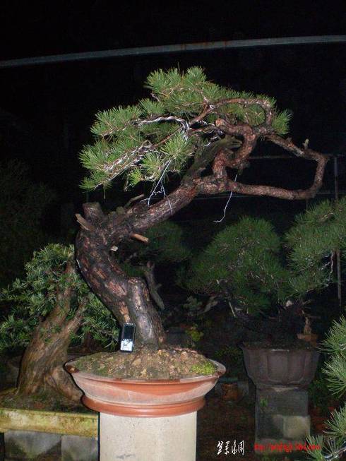 SANY0907.jpg