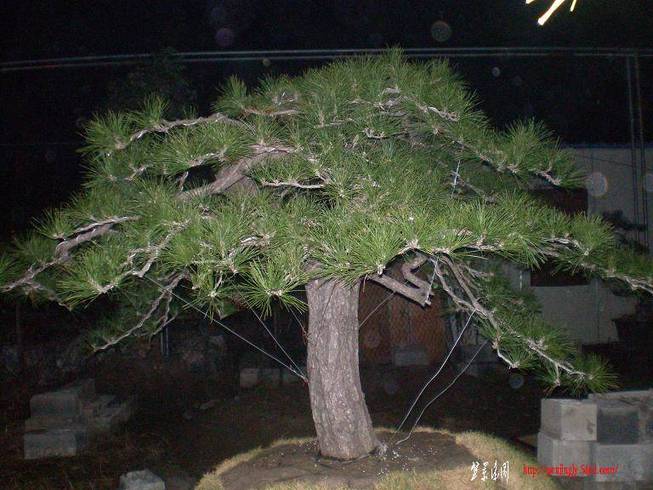 SANY0959.JPG