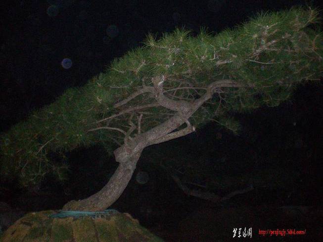 SANY0987.JPG