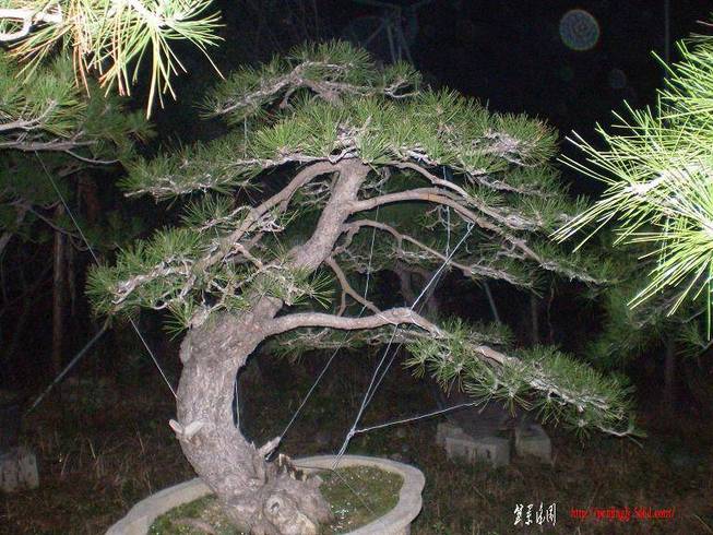 SANY0930.JPG