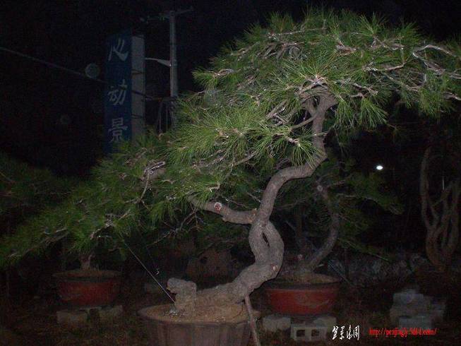 SANY0953.JPG