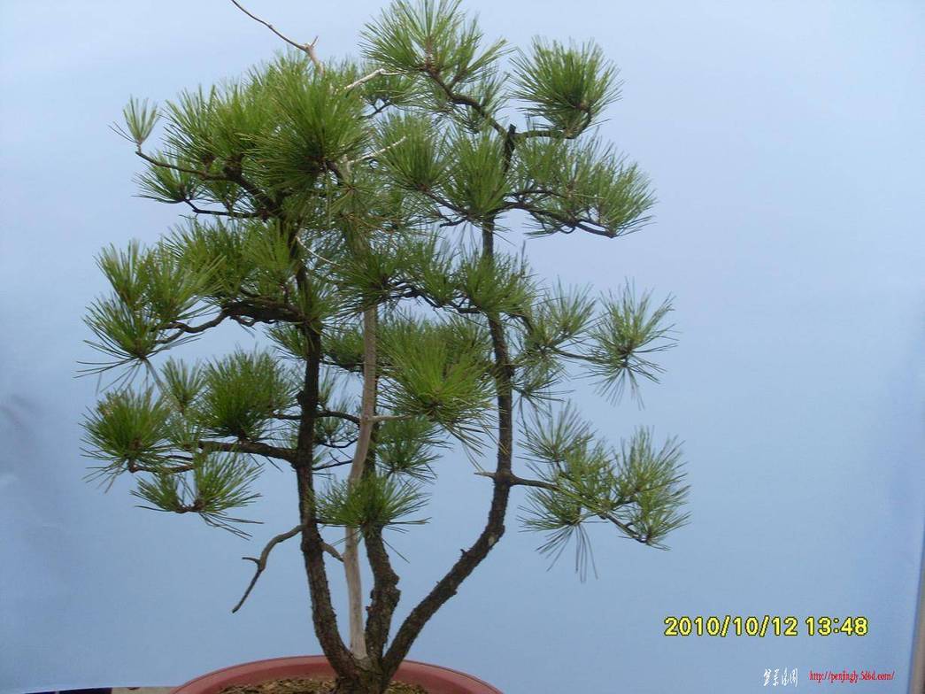 SL372270.JPG
