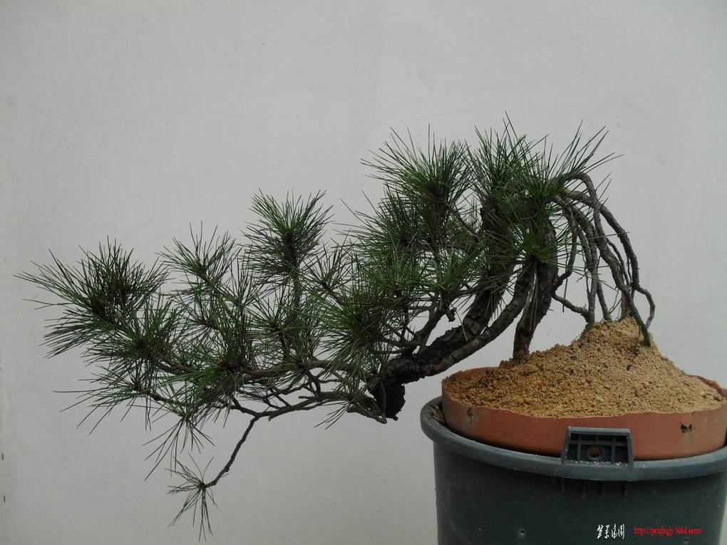 ������С SDC10869.jpg