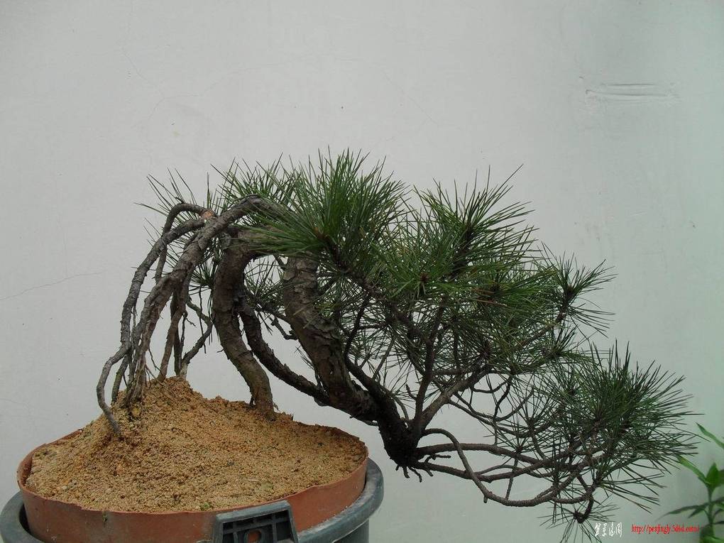 ������С SDC10870.jpg