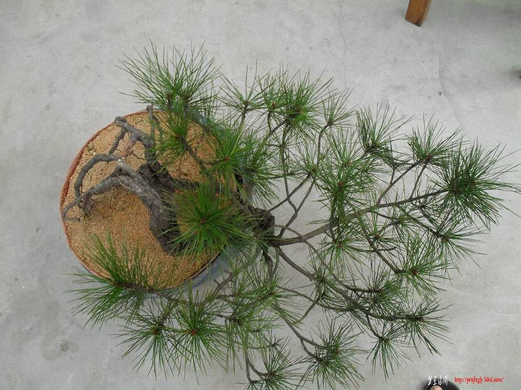 ������С SDC10872.jpg