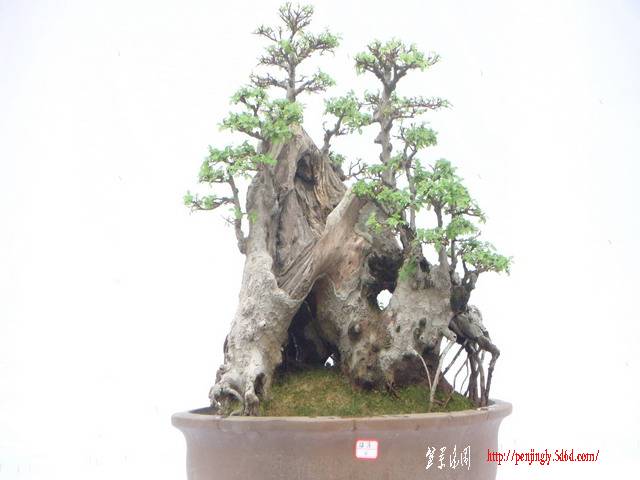 DSC01441.jpg
