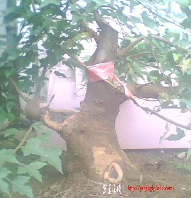 IMG0576A.jpg