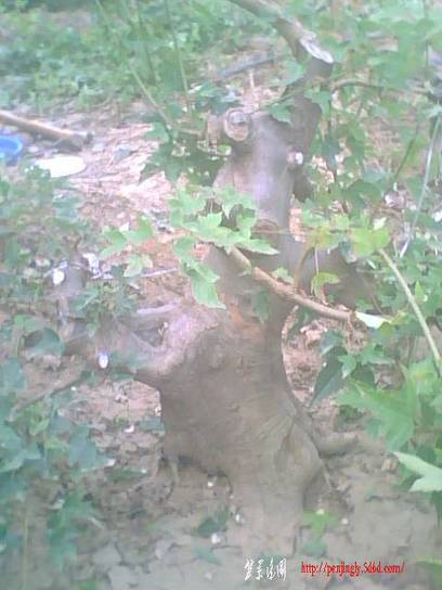 IMG0923A.jpg