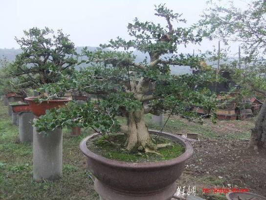 2010_10260004.JPG