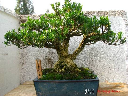 Ƭ 010.jpg