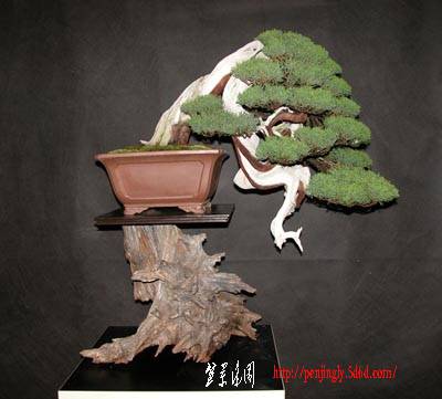 stemberger_itoigawa_juniper.jpg