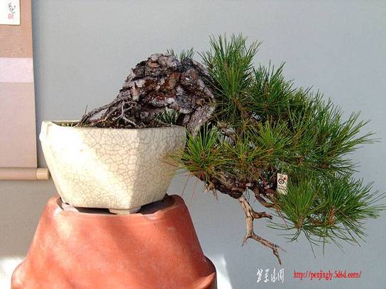 chuhin-P_densif_.jpg