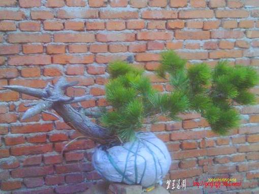 IMAG0047.JPG