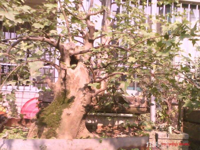 IMG0520A.jpg