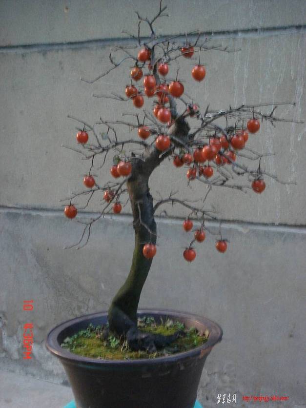 DSC00005.jpg