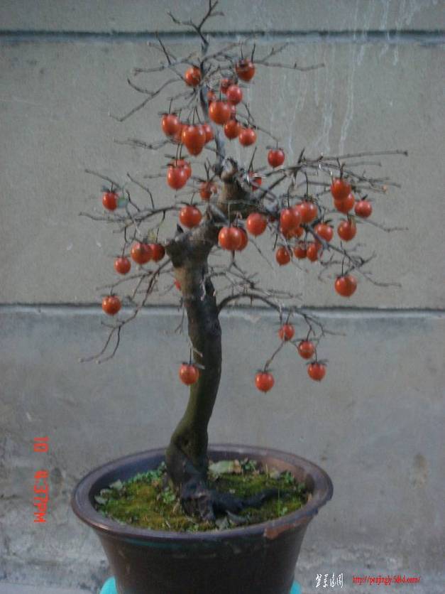 DSC00006.jpg