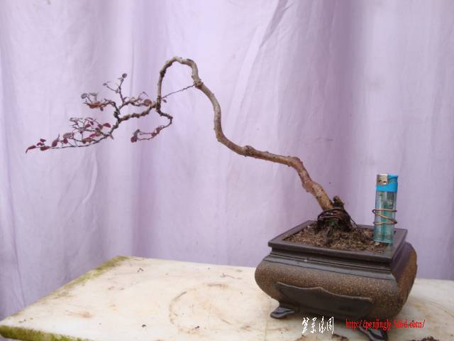 DSC03632.JPG