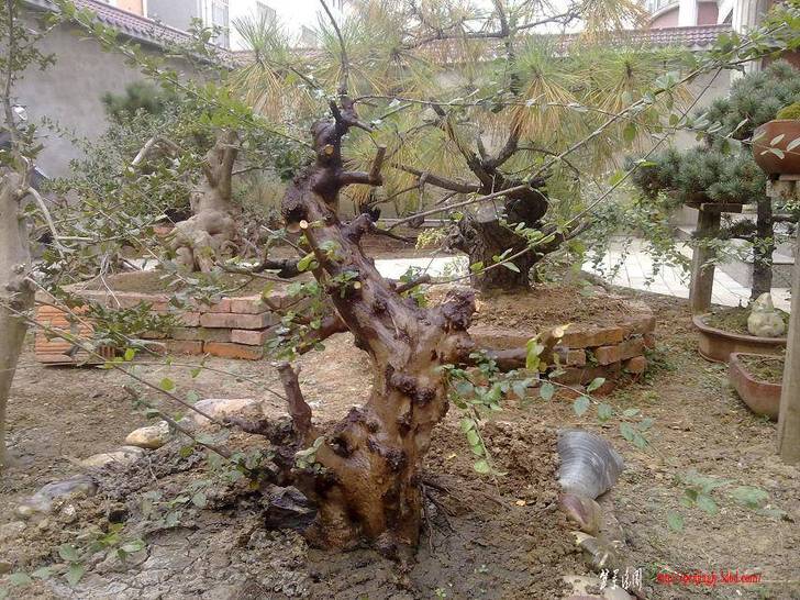 20101111137.jpg