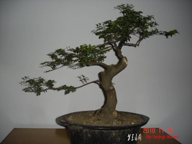 DSC00592.JPG