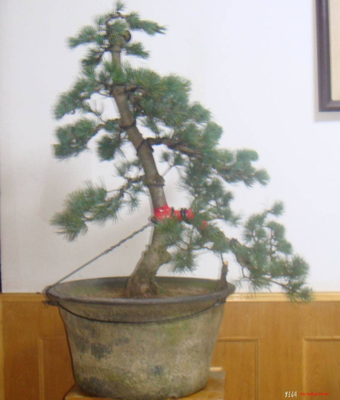 DSC07543().jpg