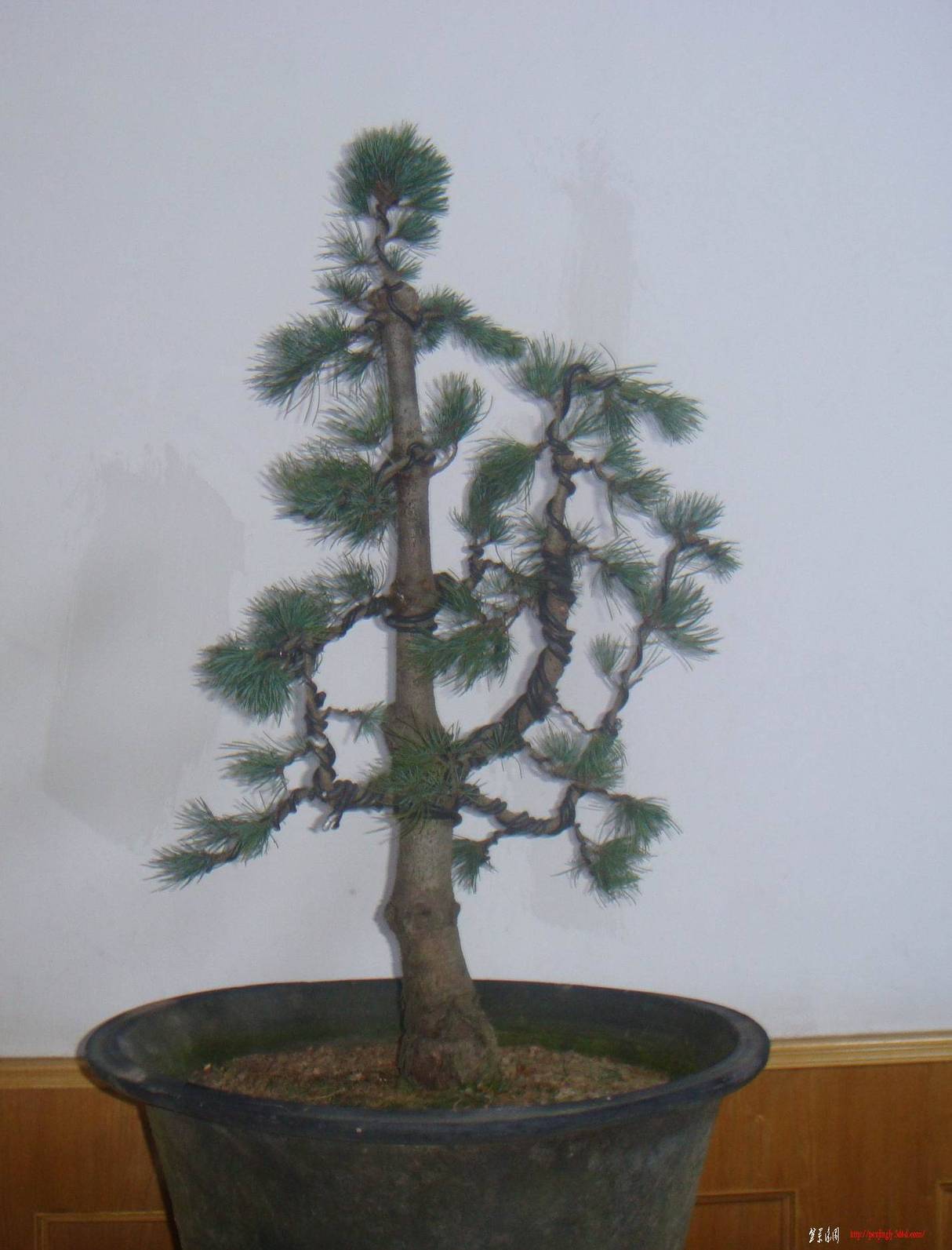 DSC07550().jpg