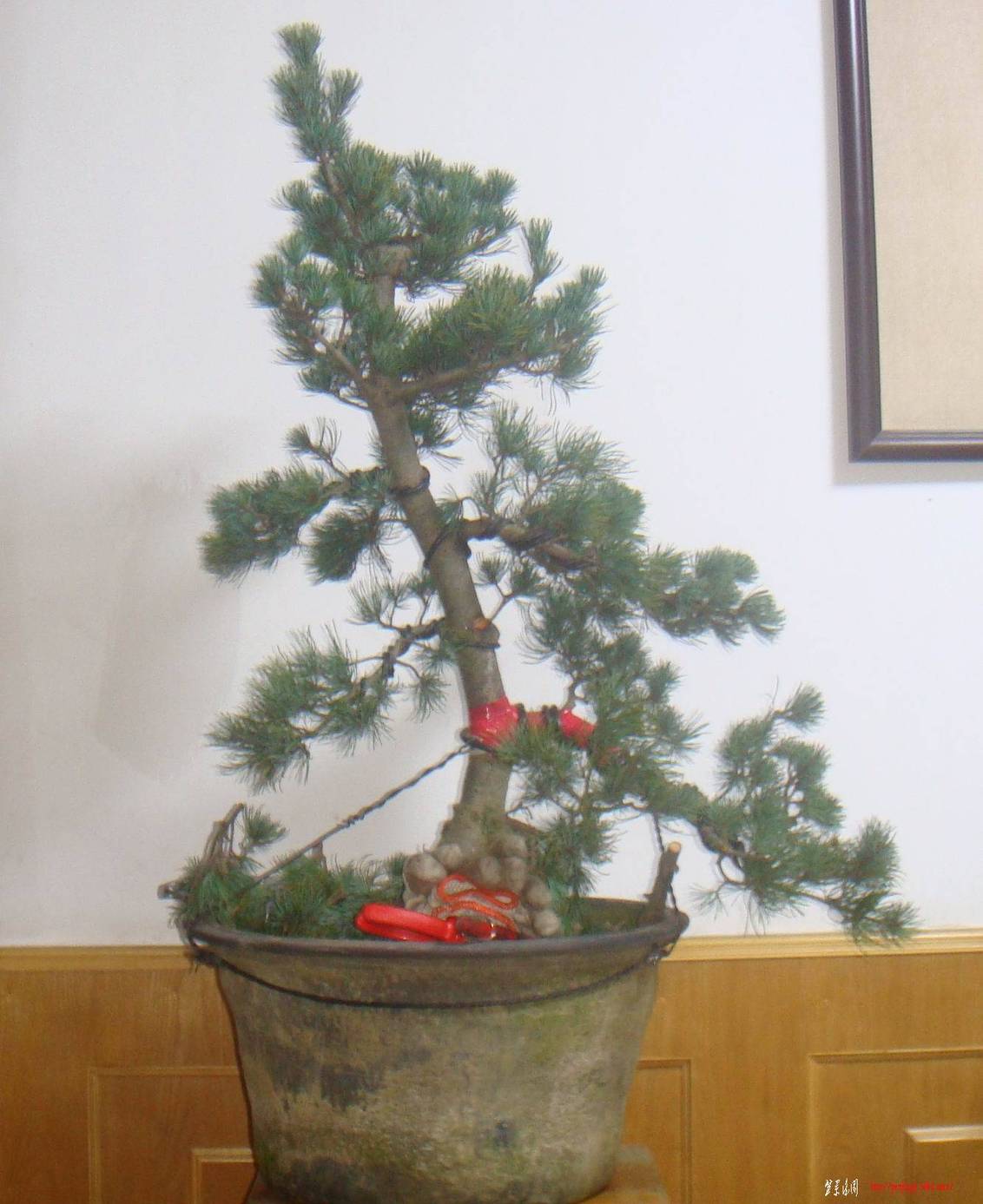 DSC07542().jpg